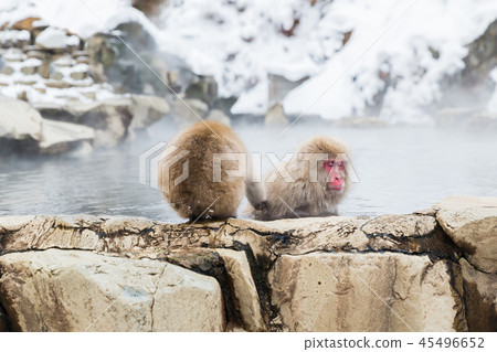 japanese macaques or snow monkeys in hot spring japanese macaques or snow monkeys in hot spring 45496652