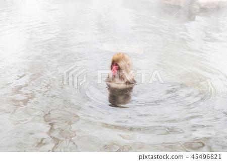 japanese macaque or snow monkey in hot spring japanese macaque or snow monkey in hot spring 45496821