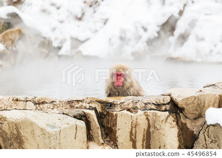 japanese macaque or snow monkey in hot spring japanese macaque or snow monkey in hot spring 45496854