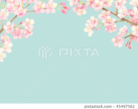 Cherry blossom watercolor illustration 45497562