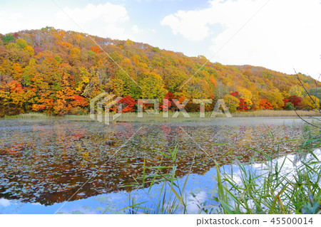 Osawa Swamp (Kitashiobara Village, Fukushima Prefecture) Osawa Swamp (Kitashiobara Village, Fukushima Prefecture) 45500014