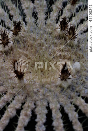 Flower buds of cactus / Kinscha Flower buds of cactus / Kinscha 45500241