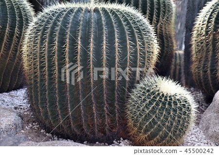 Cactus · Kinshaki Cactus · Kinshaki 45500242