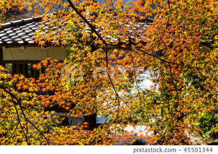 秋天Mitake谷東京奧多摩 45501344