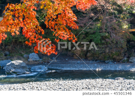 秋天Mitake谷東京奧多摩 45501346