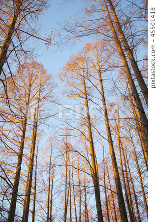 Metasequoia tree-lined tree-lined morning walk on a regular tree with the morning sun shining golden. 45501418