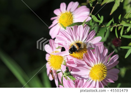 Ohana Abu（男）13 45501479