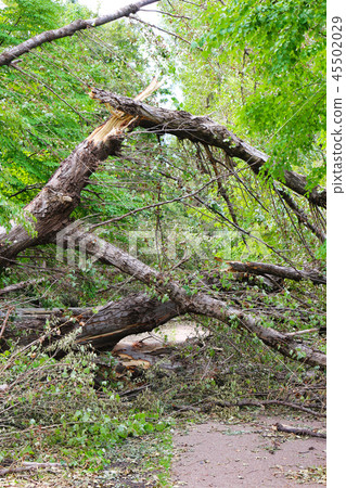 A fallen tree due to a typhoon 45502029