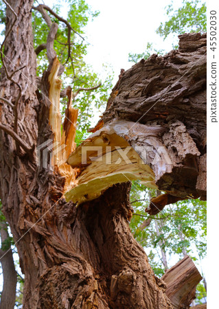 A fallen tree due to a typhoon A fallen tree due to a typhoon 45502030
