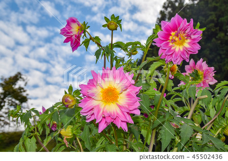 Pink Dahlia 45502436