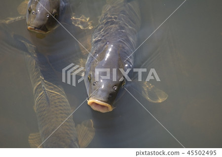 Carp carp 45502495