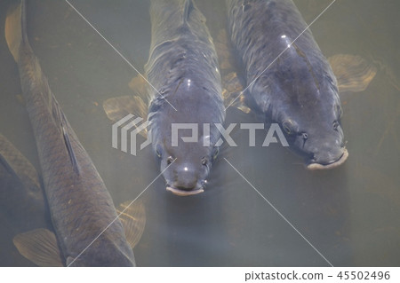Carp carp 45502496