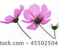 Cosmos (white back) 45502504