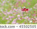  Cosmos field 45502505