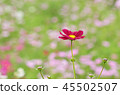  Cosmos field 45502507