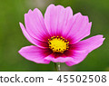 Up of Cosmos 45502508