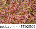 Dogwood 45502509