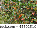 Mokkoku 45502510