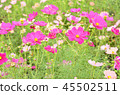  Cosmos field 45502511