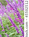 Salvia 45502512