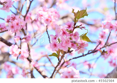 Hikanzakura Hikanzakura 45502564
