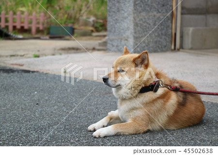 Shiba Inu Shiba Inu 45502638