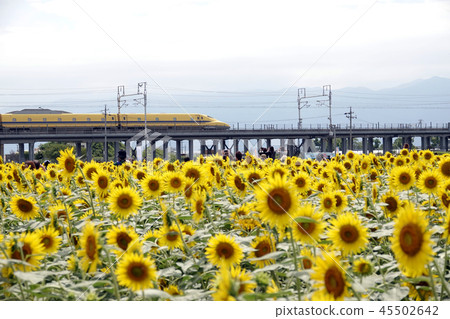 向日葵領域和醫生黃色 向日葵領域和醫生黃色 45502642