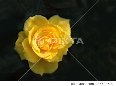 Roses Roses 45502680