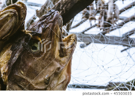 The dried heads of fish cod which are hanged out 45503035