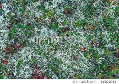 White reindeer lichen and cowberry pattern 45503043