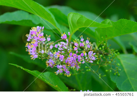 哦，紫式部 45503761