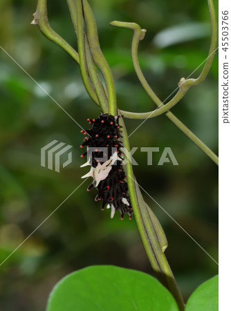 麝香的幼蟲 45503766