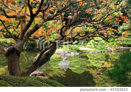 Autumn leaves of oak tree in the old Furukawa garden Autumn leaves of oak tree in the old Furukawa garden 45503815