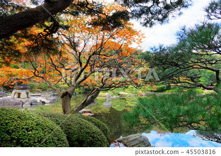 Autumn leaves and stone lanterns of oak tree of old Furukawa garden Autumn leaves and stone lanterns of oak tree of old Furukawa garden 45503816