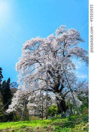 福島縣川田町秋山Koma Zakura 福島縣川田町秋山Koma Zakura 45503935