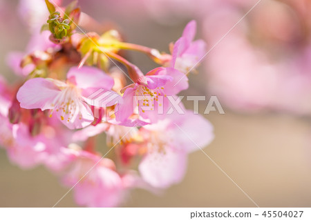 [Kanagawa] Kawazu Sakura 45504027
