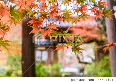 Autumn image 45504193