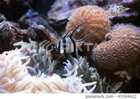 Banggai cardinalfish Pterapogon kauderni is a small tropical cardinalfish. 45504422