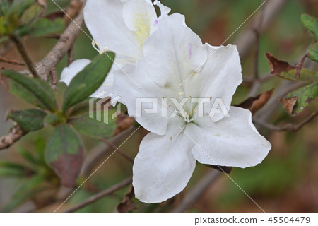 White bellflower 45504479