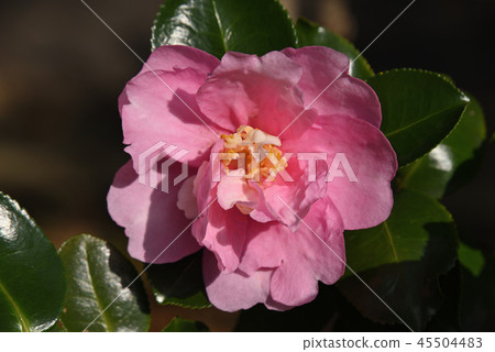 Sasanqua Sasanqua 45504483