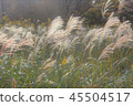 Autumn field scenery 45504517