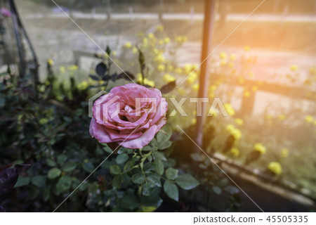 Closeup of blossom pink rose in glasshouse in dayt Closeup of blossom pink rose in glasshouse in dayt 45505335