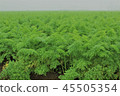 Agriculture of Chiba Sanbu, carrot field 45505354