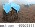 Natural dried landscape of peanuts in Yachimata City, Chiba Prefecture 45505355