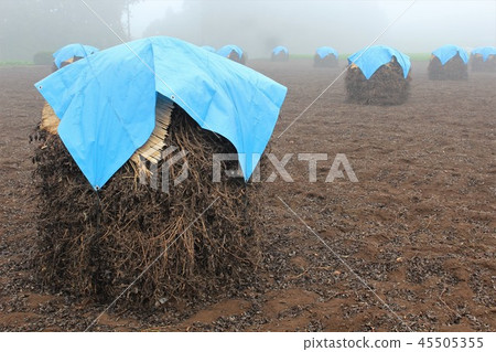 Natural dried landscape of peanuts in Yachimata City, Chiba Prefecture Natural dried landscape of peanuts in Yachimata City, Chiba Prefecture 45505355