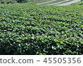 Agriculture in Satsuma City, Chiba Prefecture 45505356
