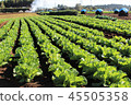Agriculture of Sanmu City, Chiba Prefecture, morning carrot field 45505358