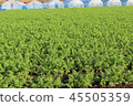 Agriculture, carrot field of Sanmu-shi, Chiba 45505359