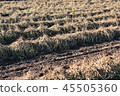 Farming in Yachimata City, Chiba Prefecture, natural drying of peanuts 45505360