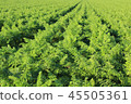 Agriculture, carrot field of Sanmu-shi, Chiba 45505361